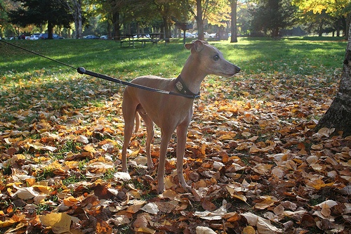 A dog standing amidst a pile of leaves