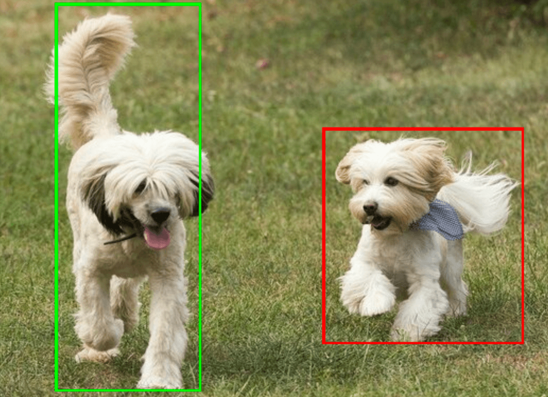 Dos perros destacados con cuadros delimitadores