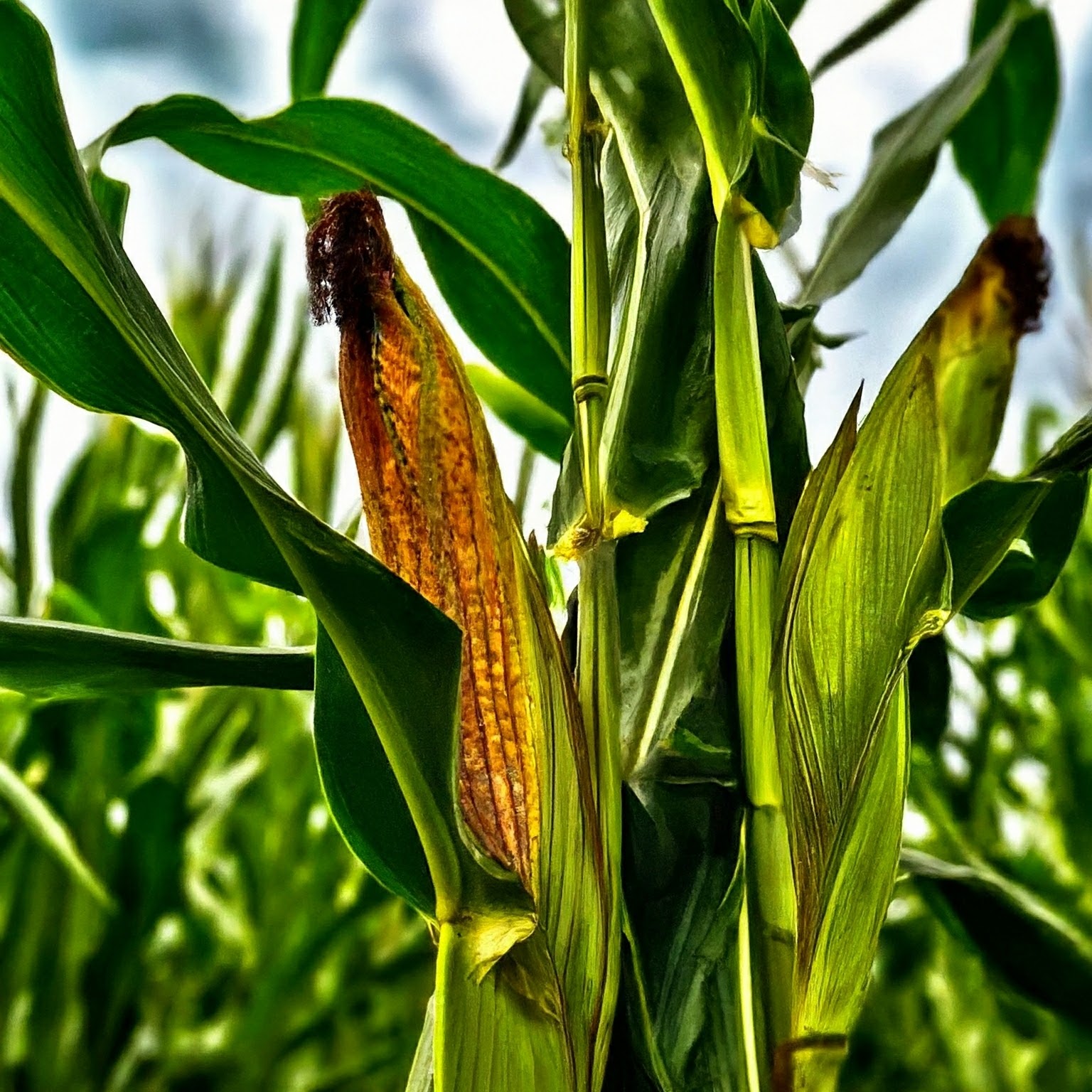 带修饰符的玉米示例图片