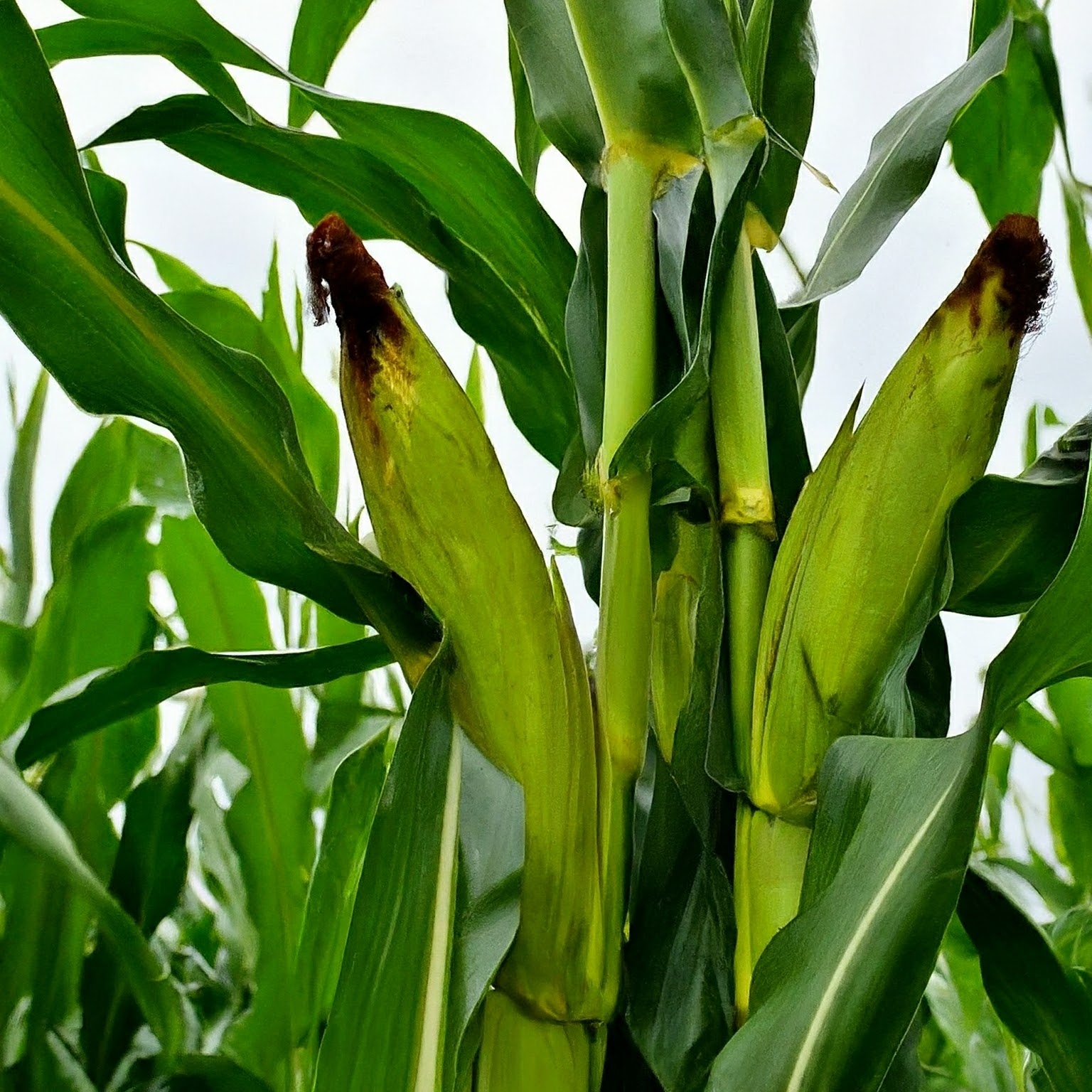 মডিফায়ার ছাড়া ভুট্টার উদাহরণ চিত্র