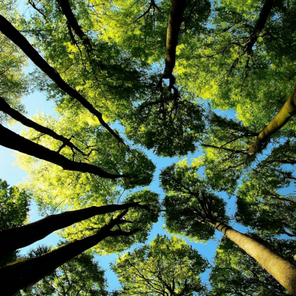 un'immagine di esempio della visualizzazione dal basso