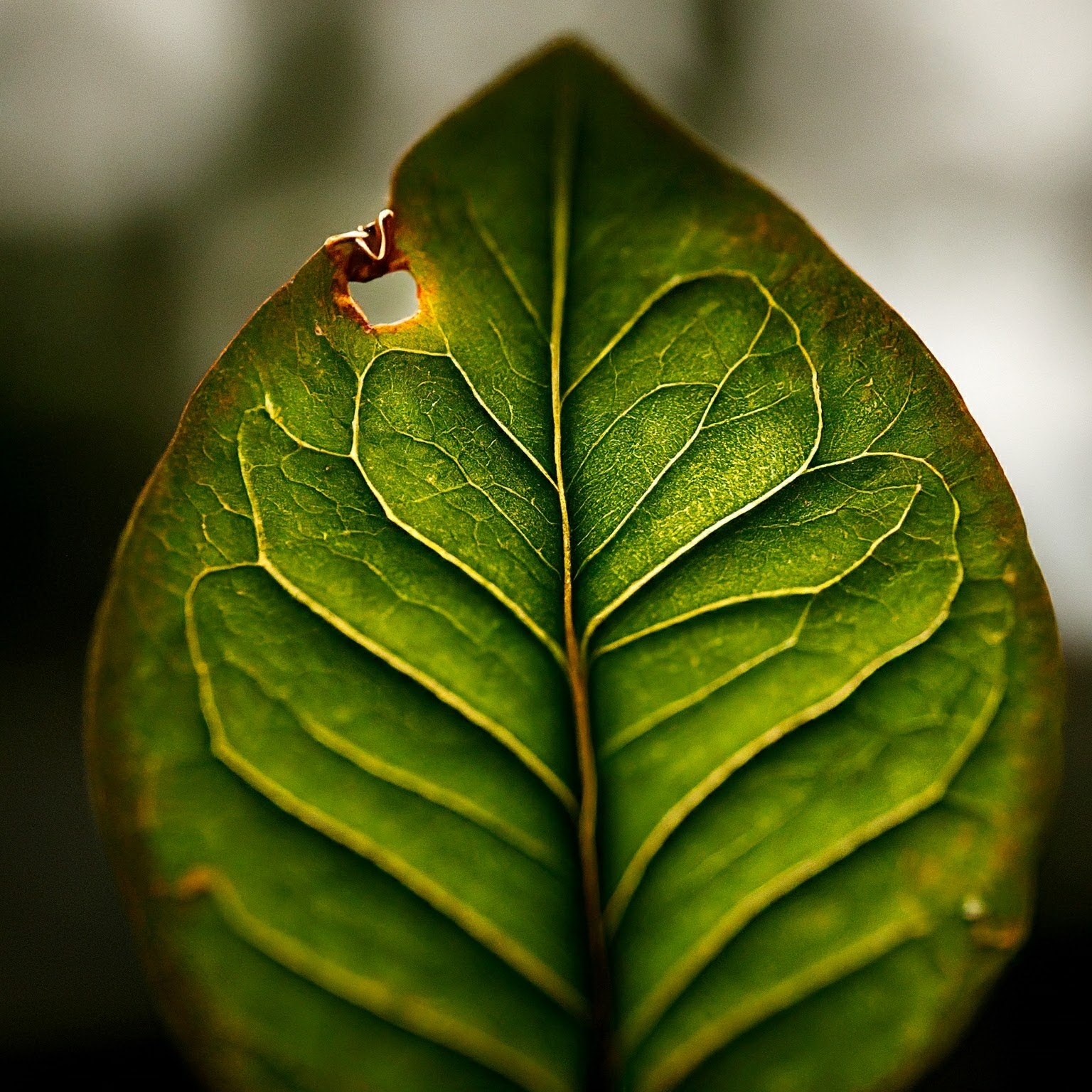 Makro lens örnek resmi