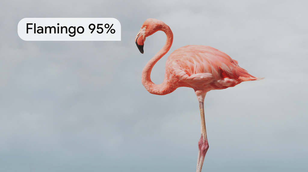 Një kafshë e etiketuar saktë si flamingo me një vlerësim besimi 95%.