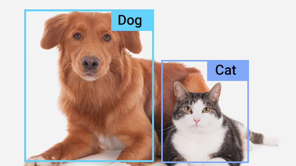 A cat and a dog that are highlighted with bounding boxes that are correctly labeled