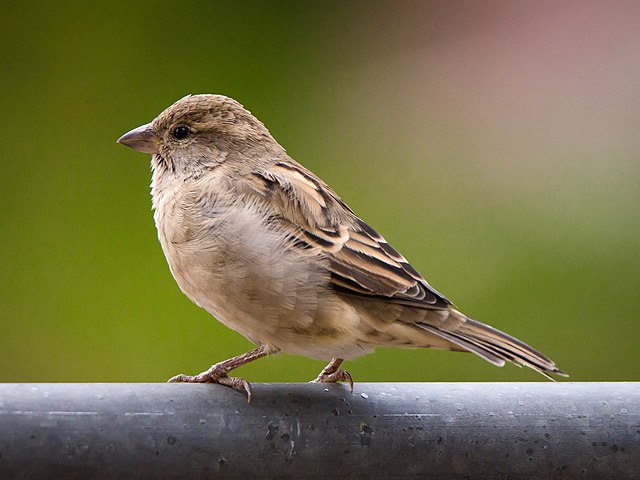Close-up photograph of a house sparrow